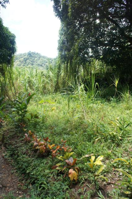 Tropical foliage near natural hot springs in Roseau Dominica.jpg