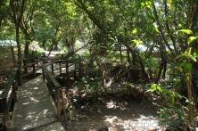 Boardwalk through rain forest near natural hot springs in Roseau Dominica.jpg