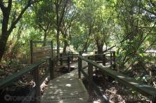 Boardwalk to natural hot springs in Roseau Dominica.jpg