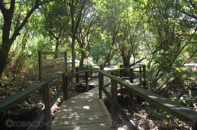 Boardwalk to natural hot springs in Roseau Dominica.jpg