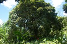 Large tree near natural hot springs in Roseau Dominica.jpg