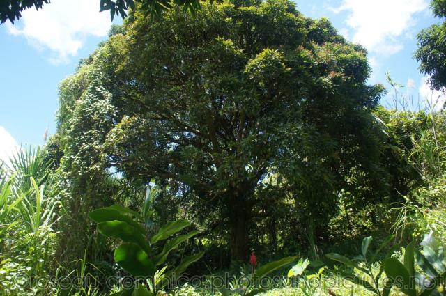 Large tree near natural hot springs in Roseau Dominica.jpg