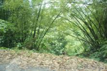 Tall bamboo plants in Roseau Dominica.jpg