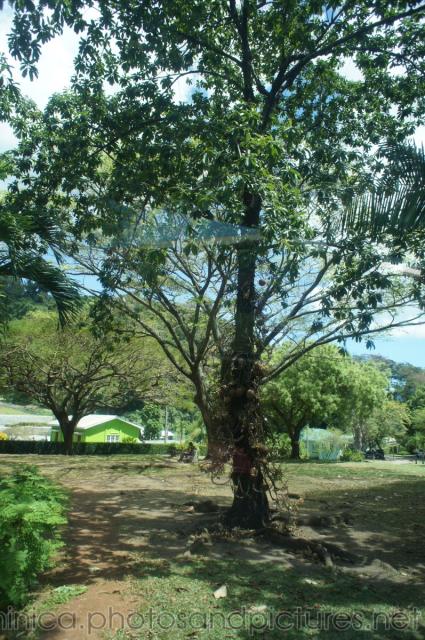 Canon ball tree in Roseau Dominica.jpg
