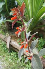 Close up of a tropical plant with red bulbs in Roseau Dominica.jpg