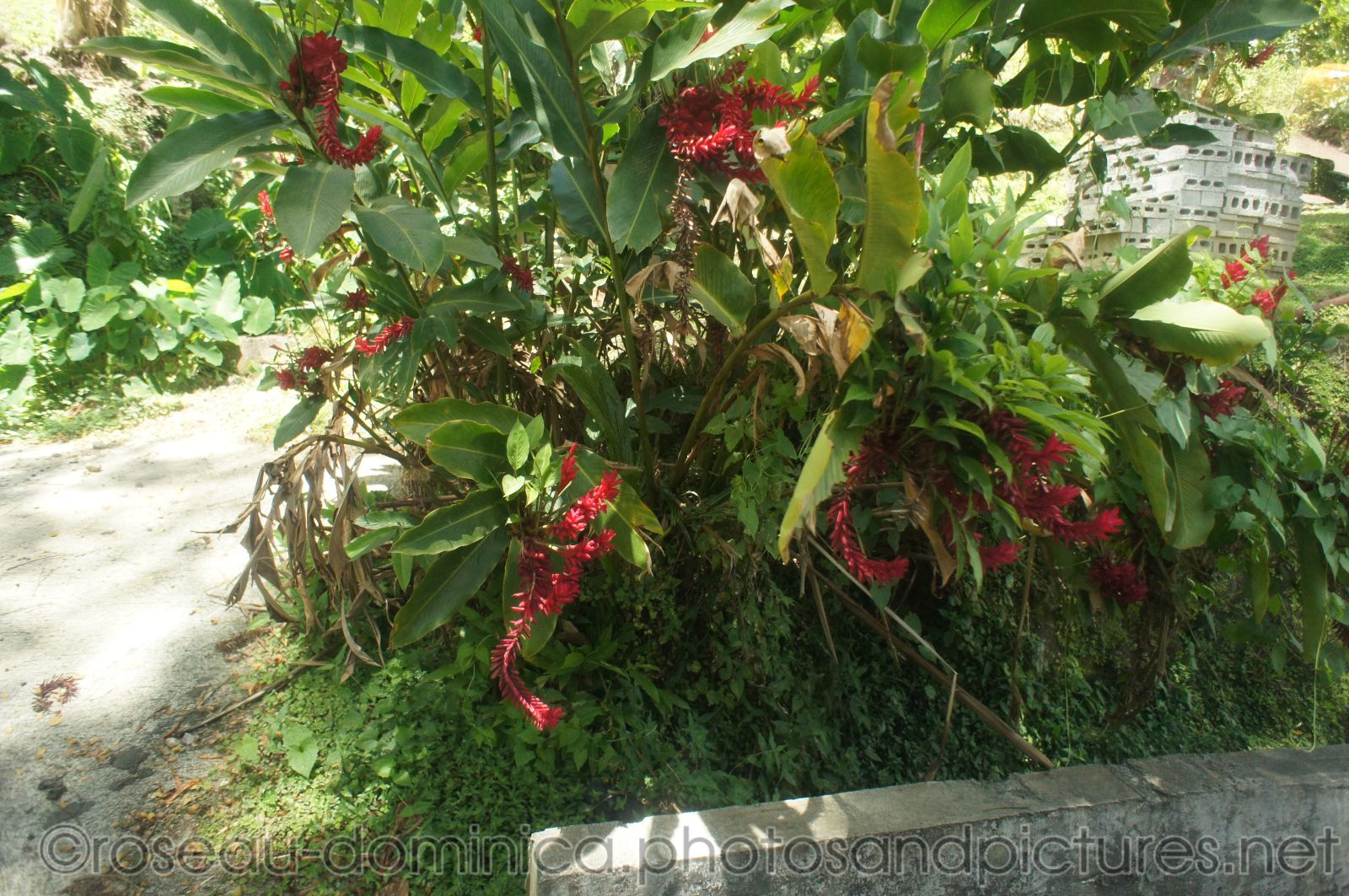 Ginger fire plant in Roseau Dominica.jpg