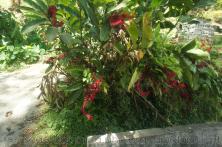Ginger fire plant in Roseau Dominica.jpg