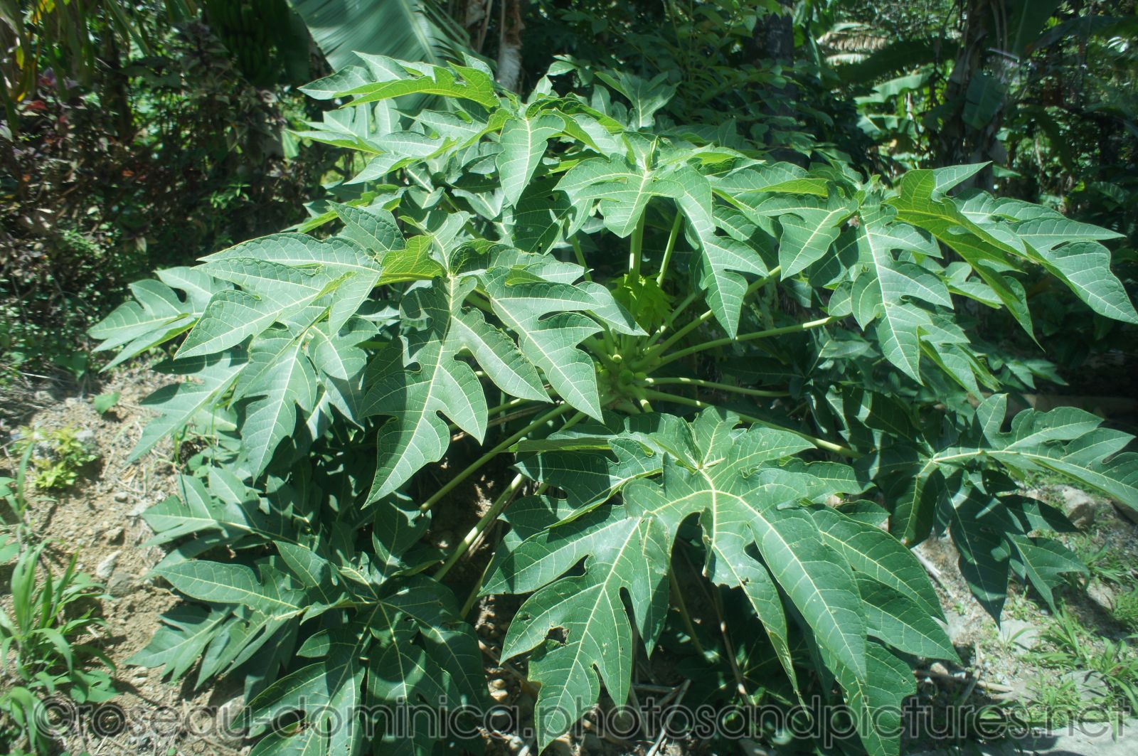 Papaya plant in Roseau Dominica.jpg