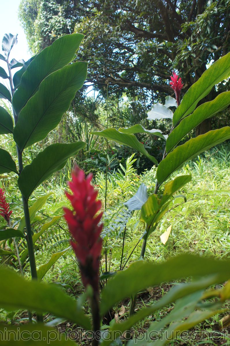 Rainforest plant with red flower at Roseau Dominica.jpg