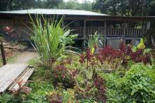 Red leaf plants and other tropical plants at hot springs area of Roseau Dominica.jpg