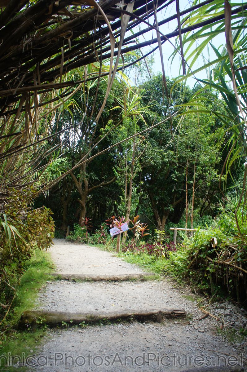Walking path at Roseau Dominica hot springs.jpg