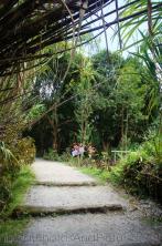 Walking path at Roseau Dominica hot springs.jpg