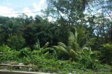 Palm trees and other tropical foliage at Roseau Dominica.jpg