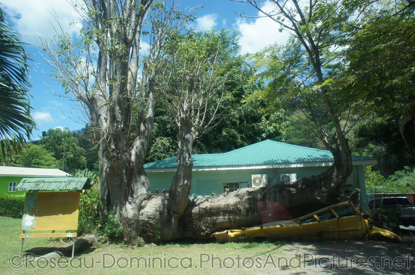 Fallen tree that crushed a car in Roseau Dominica botanical garden.jpg