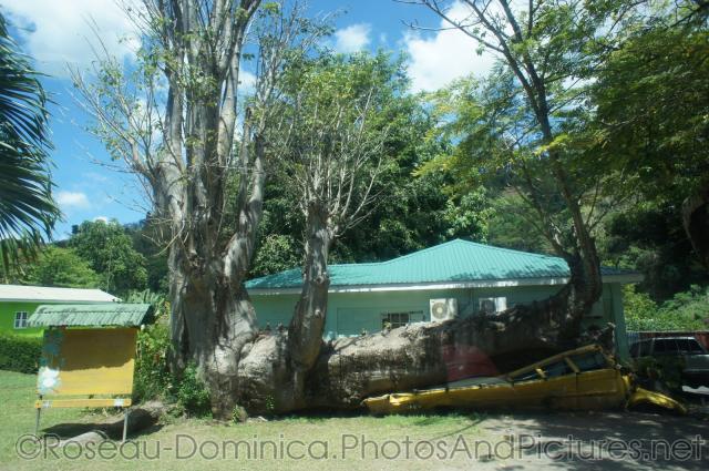 Fallen tree that crushed a car in Roseau Dominica botanical garden.jpg