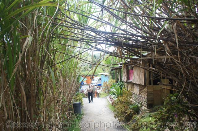 Path through rain forest from hot springs in Roseau Dominica.jpg