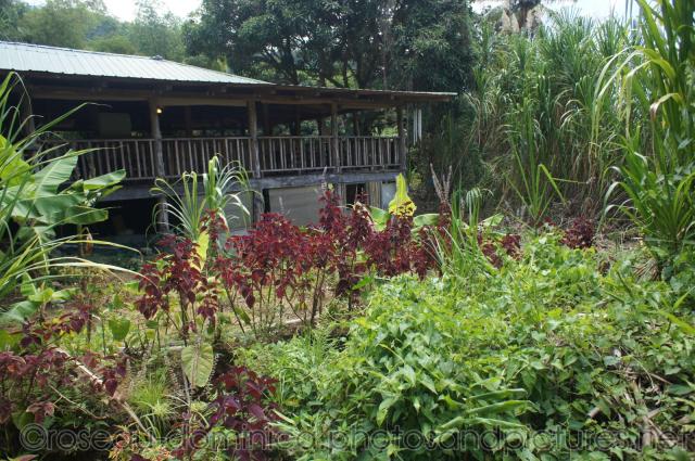 Rainforst tropical plants in hot springs area of Roseau Dominica.jpg