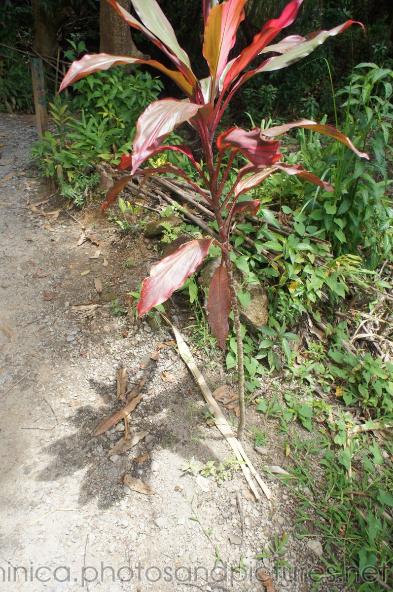 Red tropical plant near natural hot springs in Roseau Dominica.jpg