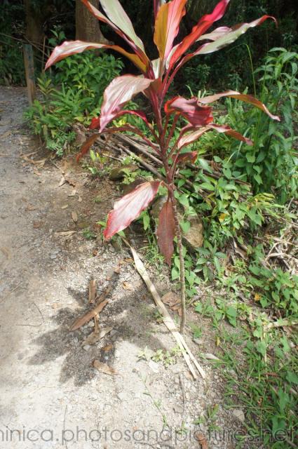 Red tropical plant near natural hot springs in Roseau Dominica.jpg