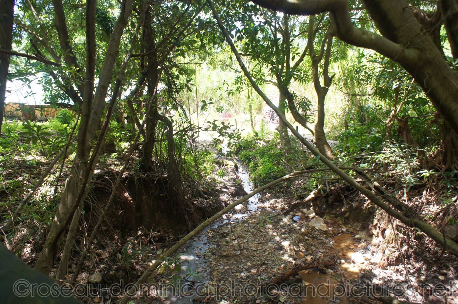 Sulfur hot springs in Roseau Dominica.jpg